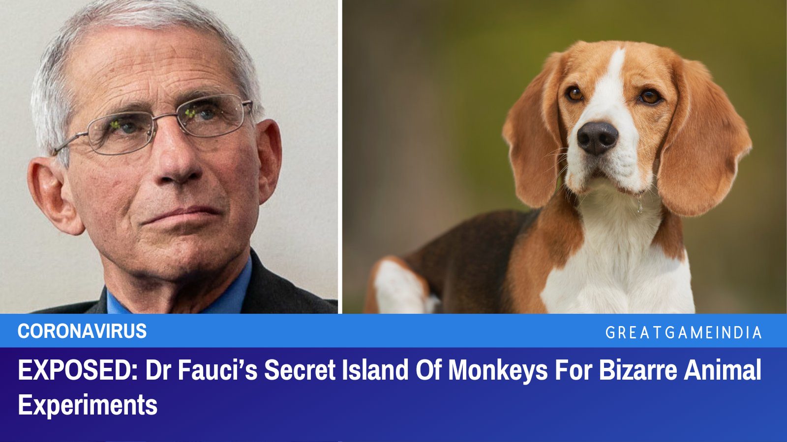 EXPOSED: Dr Fauci’s Secret Island Of Monkeys For Bizarre Animal Experiments