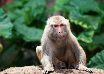 Woman who came into contact with escaped lab monkey showing potential signs of infection